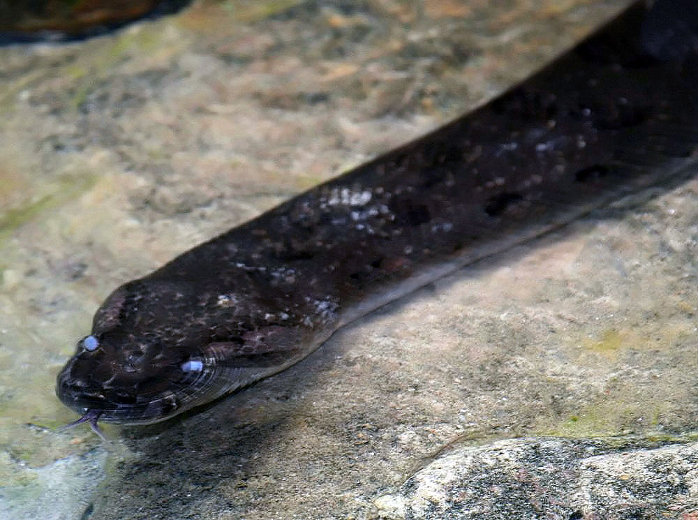 A green anaconda, the heaviest snake in the world by mass