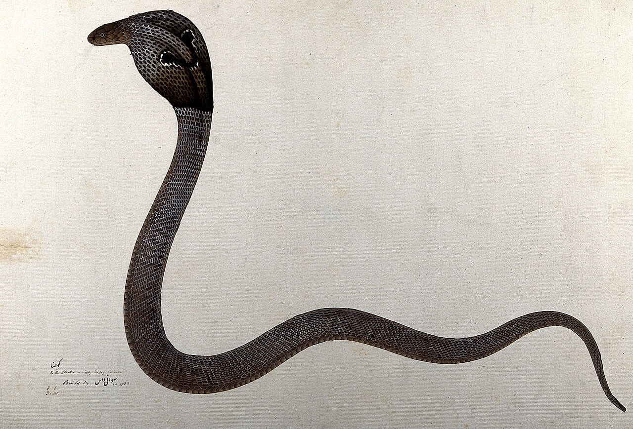 A cobra raised in a defensive display, the kind of warning posture a snake pairs with hissing