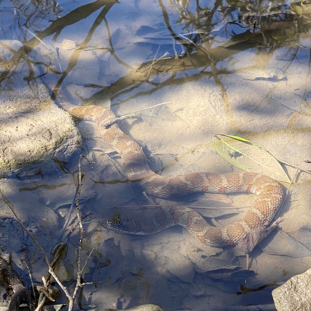 Northern water snake swimming with its body along the surface of the water
