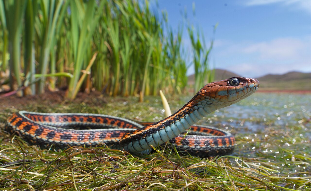 Red-sided garter snake in garden vegetation, a generalist feeder on worms, slugs, and amphibians