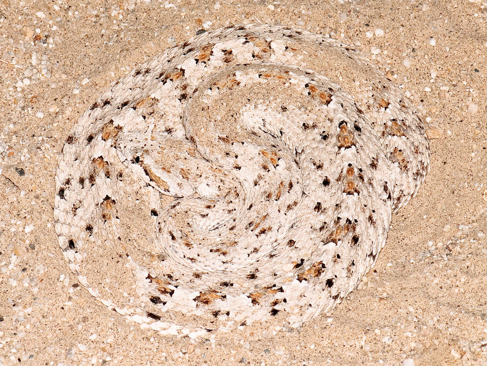 A Colorado Desert sidewinder crossing loose sand, showing the looping form of sidewinding locomotion