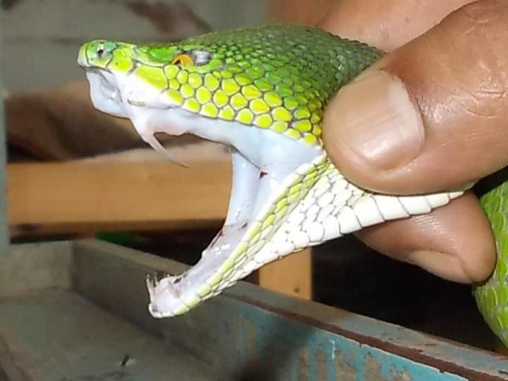 Extreme close-up of a pit viper's open mouth, highlighting its fangs and the specialized pit organs located between the eye and nostril.