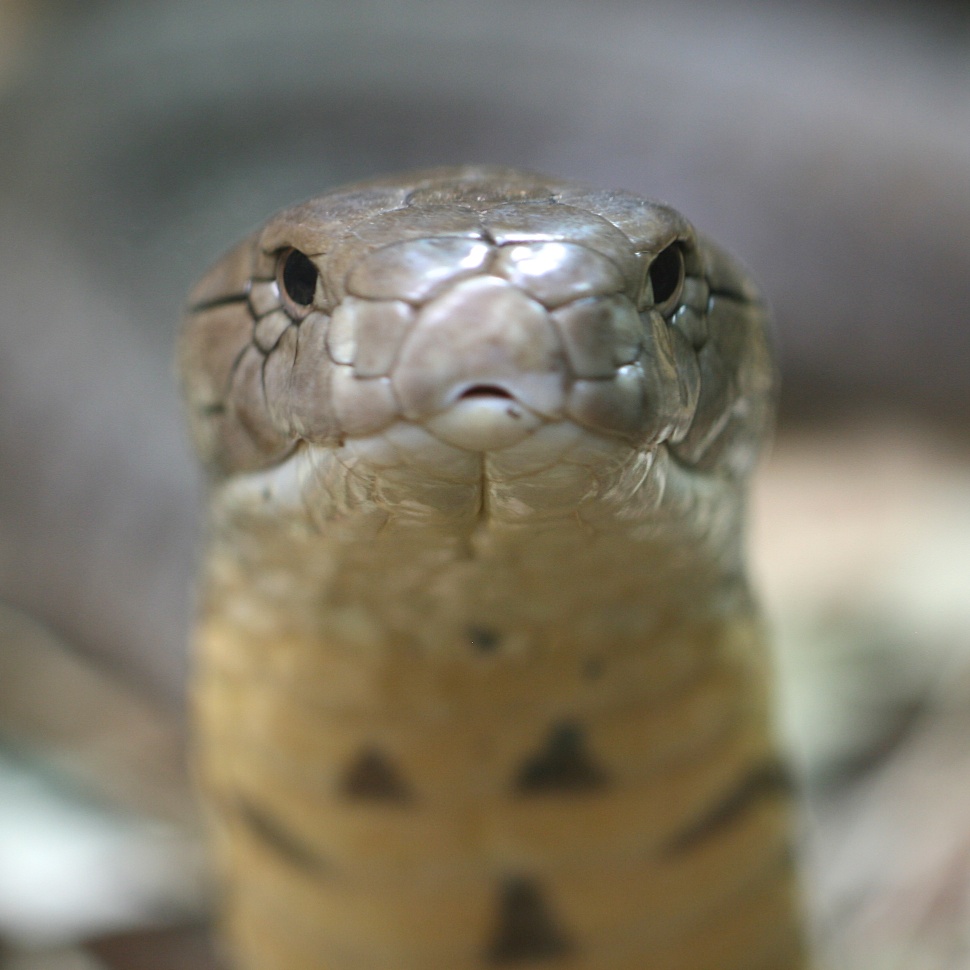 Calm portrait of a snake's head, an animal that detects and responds to harmful stimuli